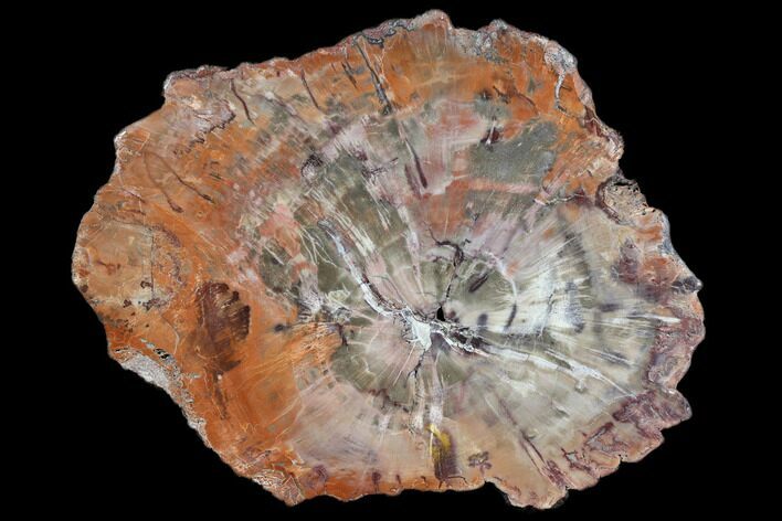 Polished Petrified Wood (Araucaria) Round - Arizona #149956
